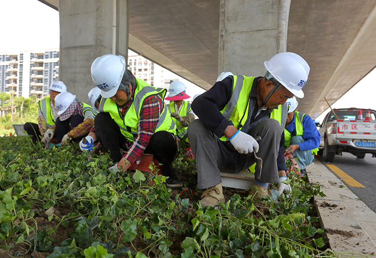 8、东环路高架下常春藤种植中.JPG