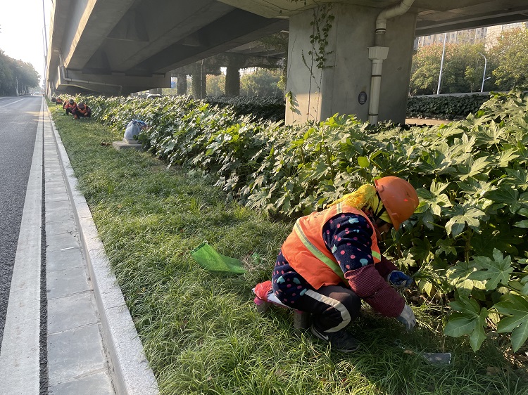 西环路海洋路补植麦冬.jpg